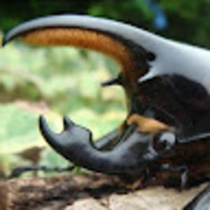 Meet your Posher, Neftali